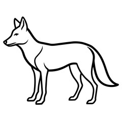 coyote vector illustration
