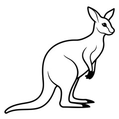 kangaroo illustration
