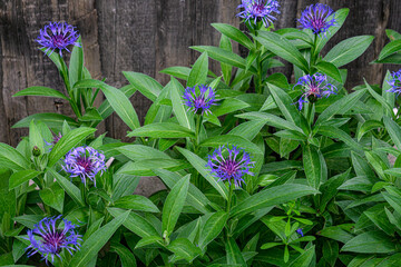 Blue cornflower flowers on the background of a wooden wall.