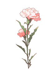 Simple carnation illustration, Generative AI 