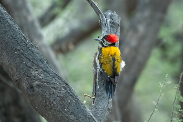 Black-rumped flameback or Dinopium benghalense, also known as the lesser golden-backed woodpecker or lesser goldenback, seen at Jhalana Reserve in Rajasthan India