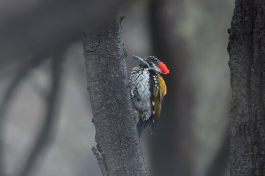 Black-rumped flameback or Dinopium benghalense, also known as the lesser golden-backed woodpecker or lesser goldenback, seen at Jhalana Reserve in Rajasthan India