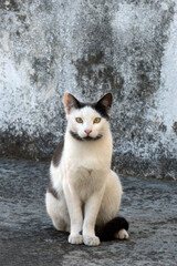 black and white cat standing on the floor agaist gray background. selective focus