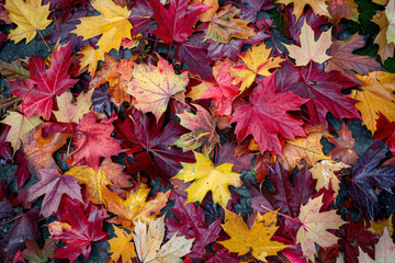 Naklejka na ściany i meble Beautiful colorful autumn fallen maple leaves top view. AI generated