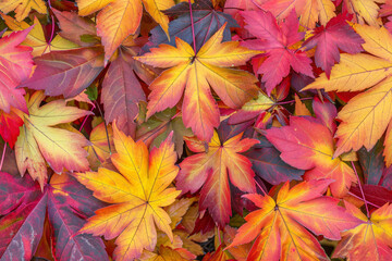 Beautiful colorful autumn fallen maple leaves top view. AI generated