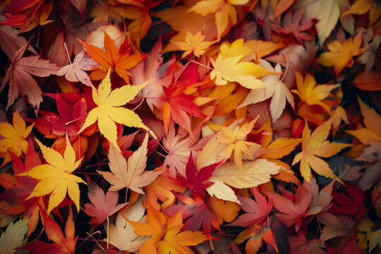 Beautiful colorful autumn fallen maple leaves top view. AI generated