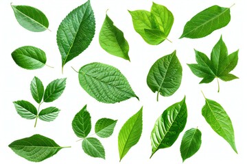 Green leaves isolated on white background,  Top view,  Flat lay - 783016837