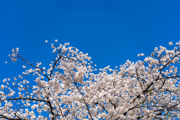 桜と空