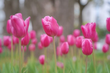 Obraz premium 日本の春、横浜公園のチューリップの花
