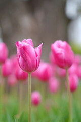 Fototapeta premium 日本の春、横浜公園のチューリップの花