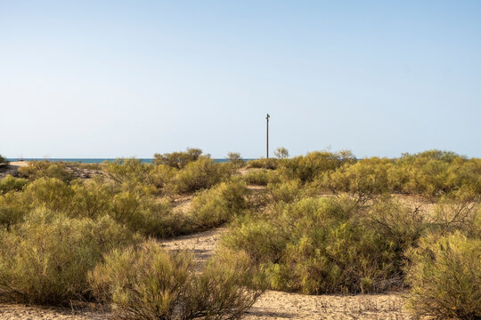 Bushes at beach with mother and daughter having fun in background. Cytisus scoparius