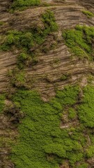 background, texture, old boards with moss.