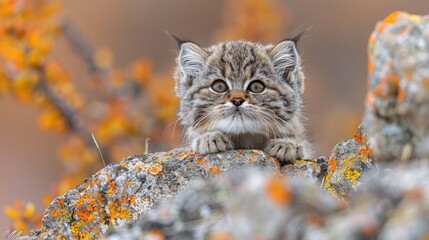 Manul Peeking Out from Behind Rock, Ears Erect and Eyes Wide with Curiosity. - obrazy, fototapety, plakaty