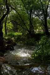 Fototapeta premium arroyo entre bosque 