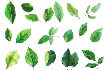 Set of green leaves isolated on white background,  Watercolor illustration - 783020030