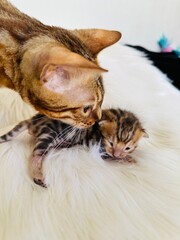 Cute kitty 