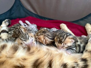 Kittens