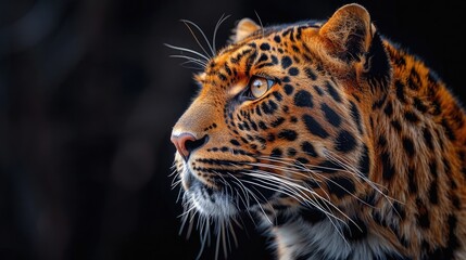 Profile Portrait of a Leopard, Its Majestic Stature Highlighted Against the Darkened Landscape. - obrazy, fototapety, plakaty