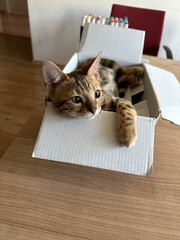 Kitten in Box