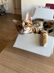 CAT in box