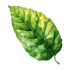 Green leaves in watercolor style isolated on transparent background