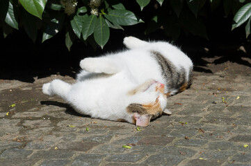 Weibliche Hauskatze liegt in der SOnne auf der Terrasse