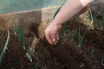 a woman farmer hands put high quality seed in nursery trays with high planting materials.