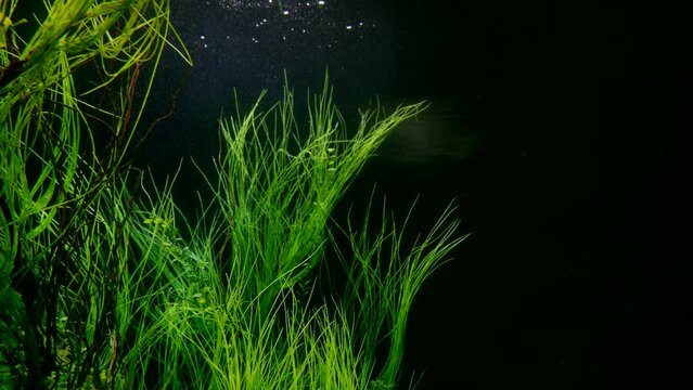 In a dark dive underwater, underwater vegetation sways ghostly in the tidal waves, illuminated by a dim glow, creating the impression of magic and mystery of the underwater world.