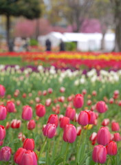 Obraz premium 日本の春、横浜公園のチューリップの花
