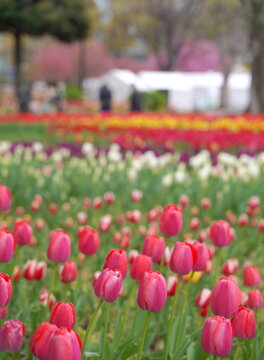 日本の春、横浜公園のチューリップの花