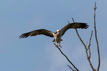 Balbuzard pêcheur, Pandion haliaetus, Western Osprey