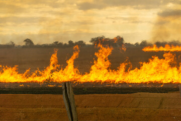 Slash-and-burn agriculture or Stubble burning. Fire being burned on an agricultural field to get...
