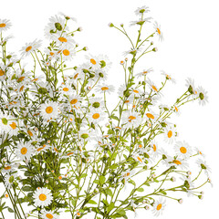  Small bouquet of wildflowers daisies chamomile isolated on white background