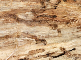 Fibers of rotten wood eaten by insects. Vintage wood background