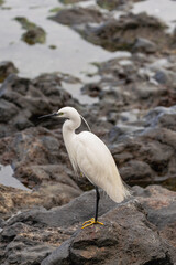 little egret, (Egretta garzetta), resting on one leg, on a big rock, with volcanic rocks backround, in Tenerife, Canary islands 