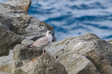 young juvenile yellow-legged gull, (Larus michahellis), standing on rocks, with Atlantic ocean background