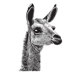 Fototapeta premium Llama head sketch hand drawn in doodle style Vector illustration