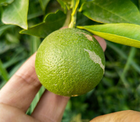 Sweet lime hanging on a tree. Green lemons. a man holding a sweet lime. Lemons in the farm. Citrus fruit on the tree.
