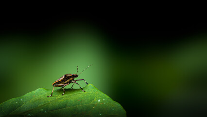 Shield Bug or Stink Bug (Pentatomidae) Looking around on top of leaf