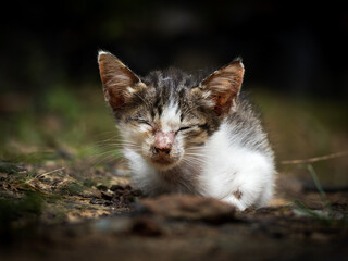Obraz premium A small tabby kitten resting on the ground, he enjoys to rest to recover his strength