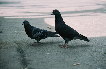 two pigeons stand on a concrete surface