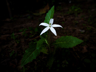 Ki Tolod or Madamfate with the scientific name Hippobroma longiflora. Grow solely on the ground in...