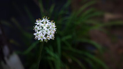 High view of garlic chives in the bush