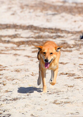 Duży rudy pies biegnący na plaży - obrazy, fototapety, plakaty