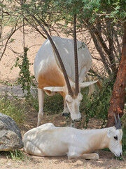 Arabian oryx in the  safari park ,sharjah, UAE,