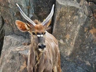 Fotobehang antelope in the zoo © Favas