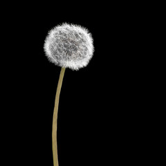 Dandelion flower isolated on black background
