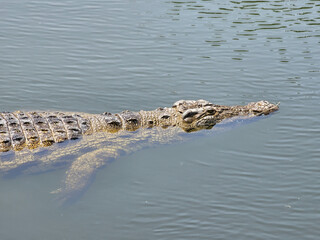 crocodile in the water