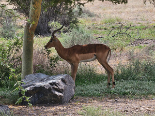 impala in the wild