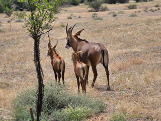 impala in the savannah